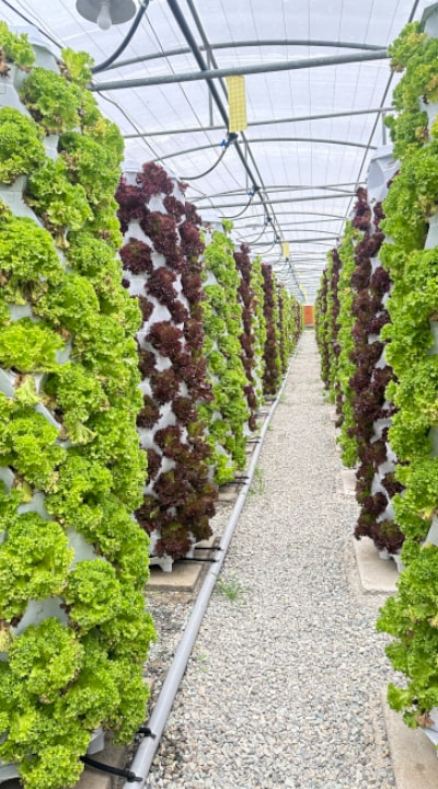 plant-factory-img-2-